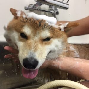 もなちゃんシャンプー中