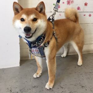 もなちゃん施術後