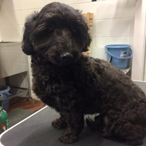 ココちゃんカット前