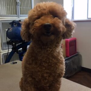 てんこちゃんカット前