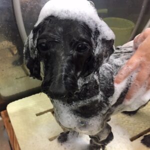 ココちゃんシャンプー中