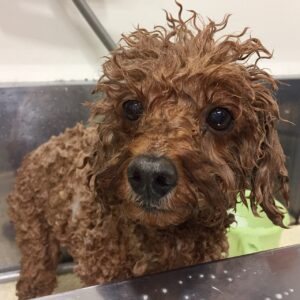 てんこちゃんシャンプー中