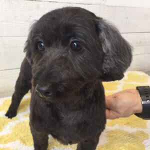 ココちゃん施術後