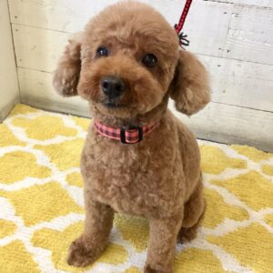 てんこちゃん施術後