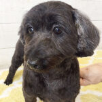 ココちゃんアイキャッチ