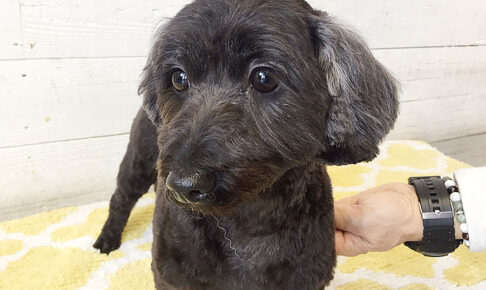 ココちゃんアイキャッチ