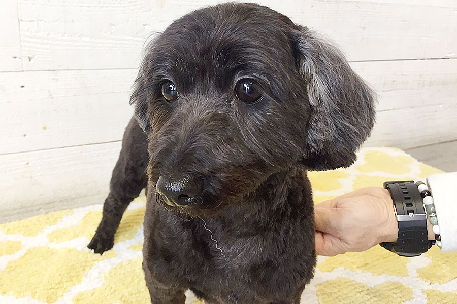 ココちゃんアイキャッチ