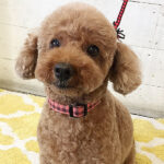 てんこちゃんアイキャッチ