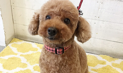 てんこちゃんアイキャッチ