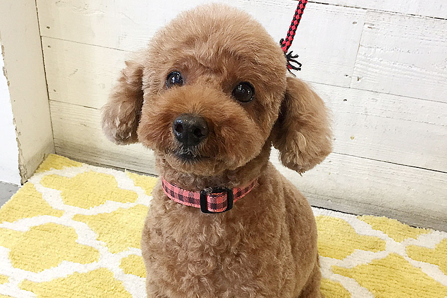 てんこちゃんアイキャッチ