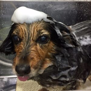 シャンプーミックス