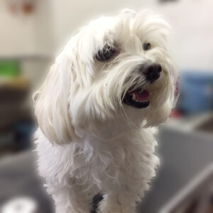 よろしくミックス