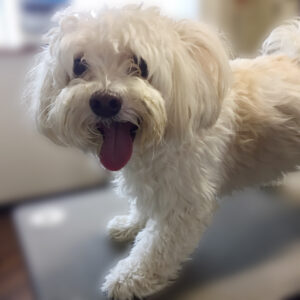 よろしくマルチーズ