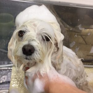 シャンプーミックス