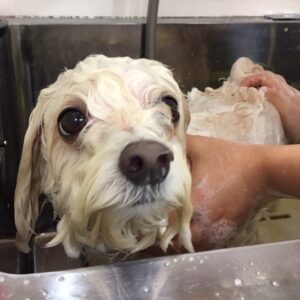 シャンプーマルチーズ