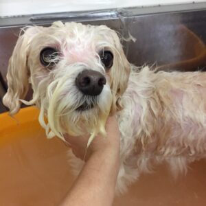 お風呂マルチーズ