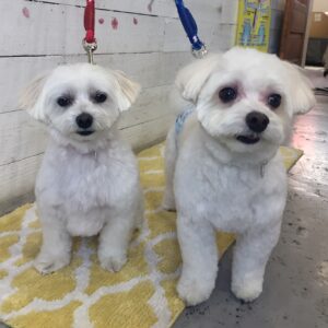 仕上がりマルチーズ&ミックス