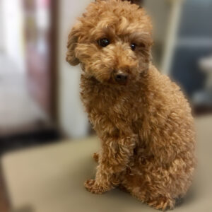 よろしくトイプー