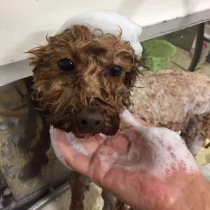 シャンプートイプー