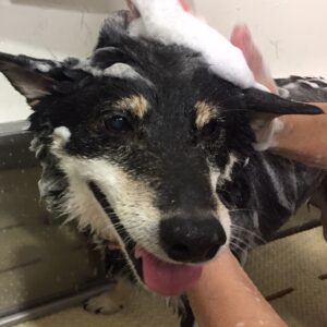 シャンプーしば