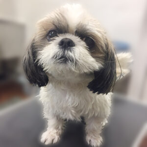 よろしくシーズー