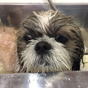 シャンプーシーズー