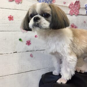 仕上がりシーズー