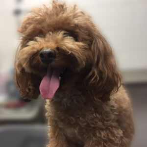 よろしくトイプー