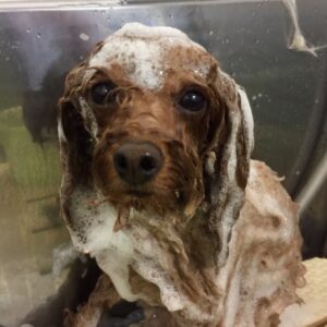 シャンプートイプー