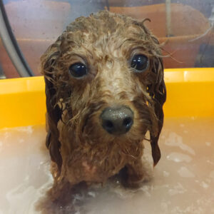 お風呂トイプー