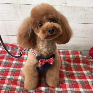 仕上がりトイプー