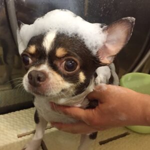 シャンプーチワワ