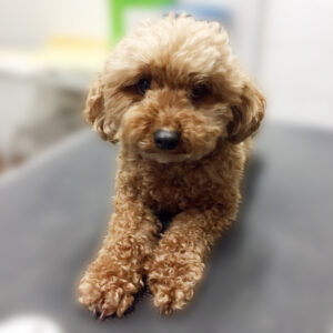 よろしくトイプー