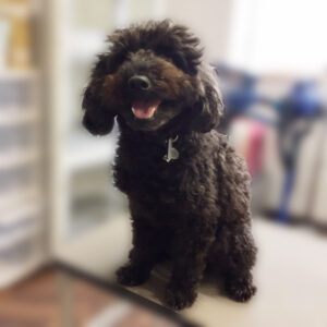 よろしくトイプー