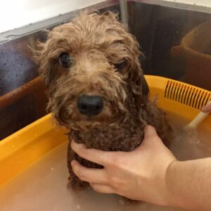 お風呂トイプー