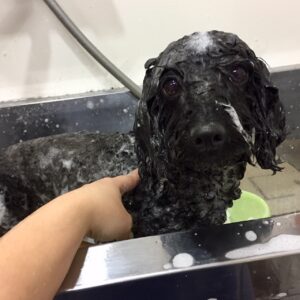 シャンプートイプー