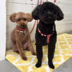 仕上がりトイプー