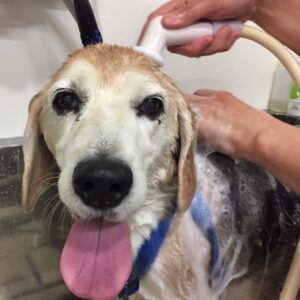 シャンプービーグル