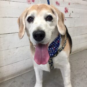 仕上がりビーグル