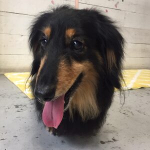 仕上がりダックス