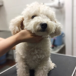 よろしくトイプー