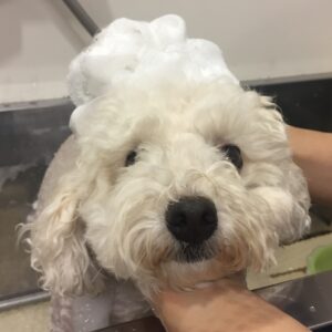 シャンプートイプー