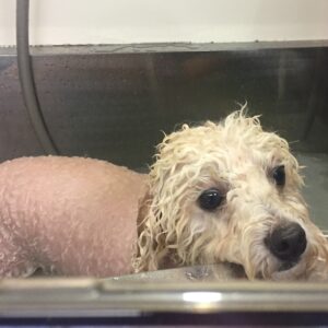 お風呂トイプー