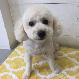 仕上がりトイプー