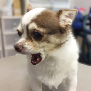 よろしくチワワ