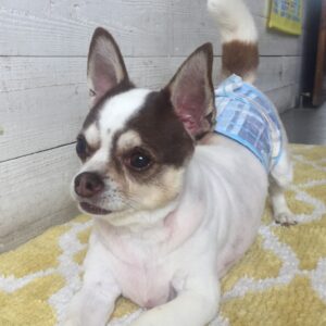 仕上がりチワワ