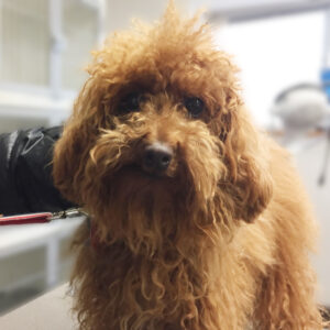 よろしくトイプー