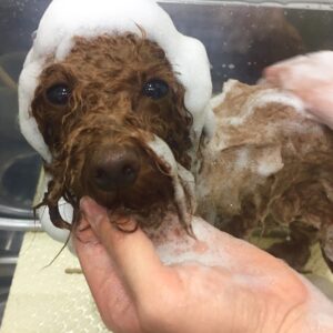 シャンプートイプー