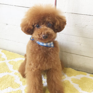 仕上がりトイプー