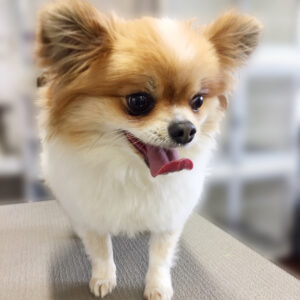 よろしくミックス